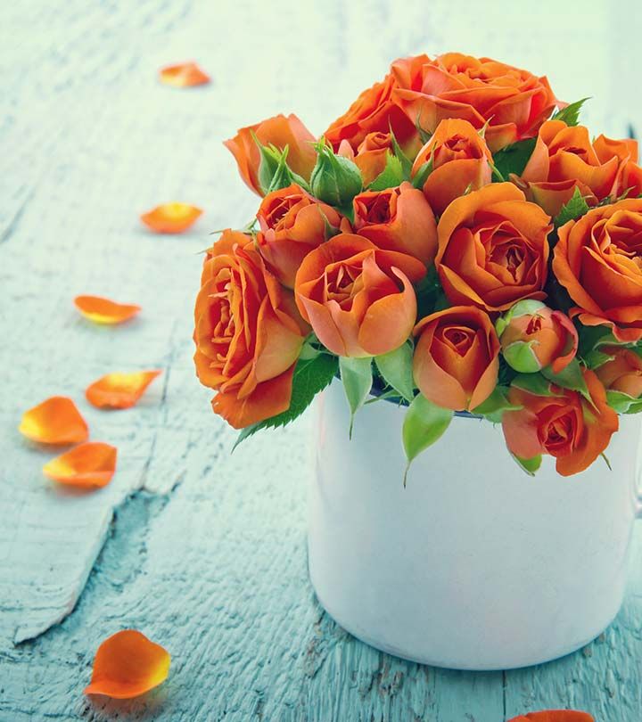 an orange rose bouquet in a white coffee cup on a blue wooden table stock photo