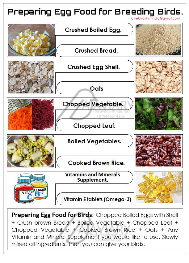 an info sheet describing the different foods that are in each bird's food dish