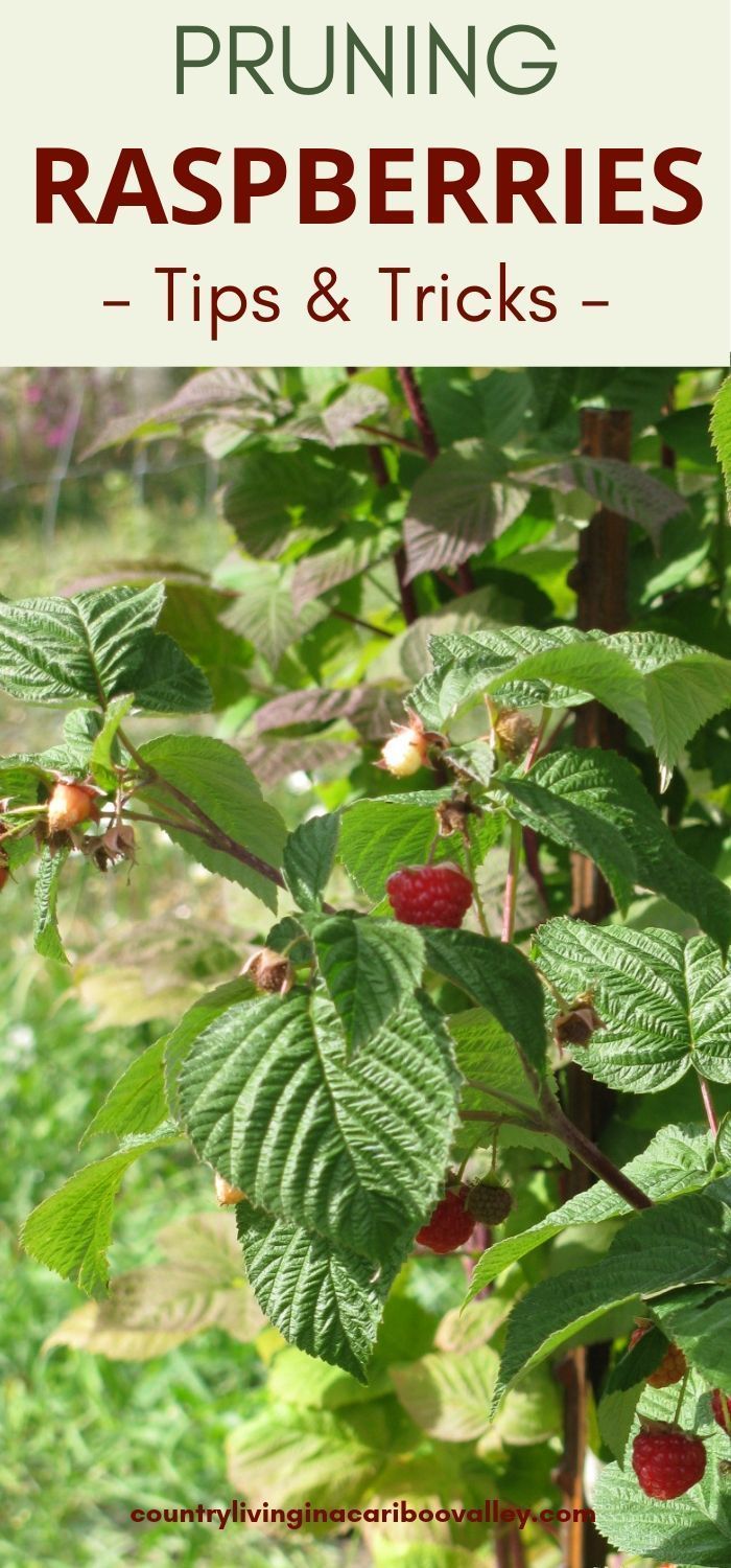 raspberries growing in the garden with text overlay reading pruning raspberries tips and tricks