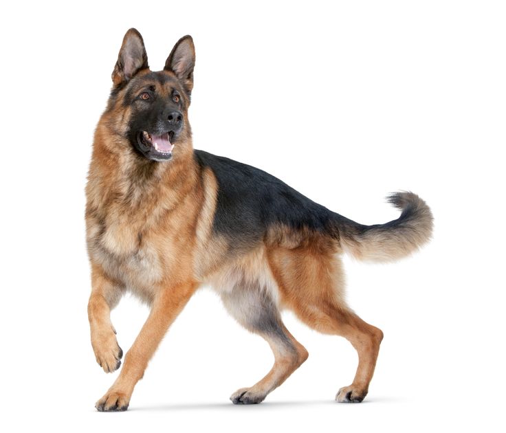 a german shepherd dog running and looking at the camera with its mouth open in front of white background