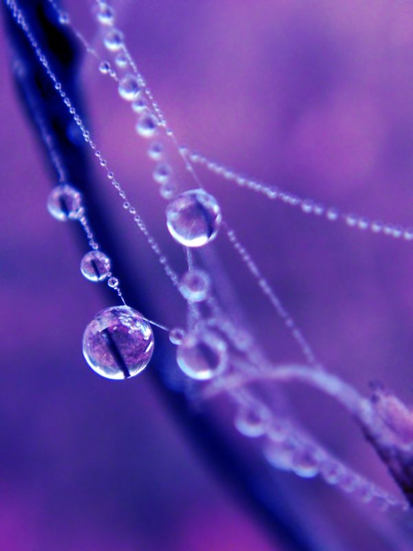 Purple Pearl Drops Of Water, Purple Pearl, Dew Drops, Purple Love, All Things Purple, Lavender Blue, Blue Violet, Purple Rain, Rain Drops