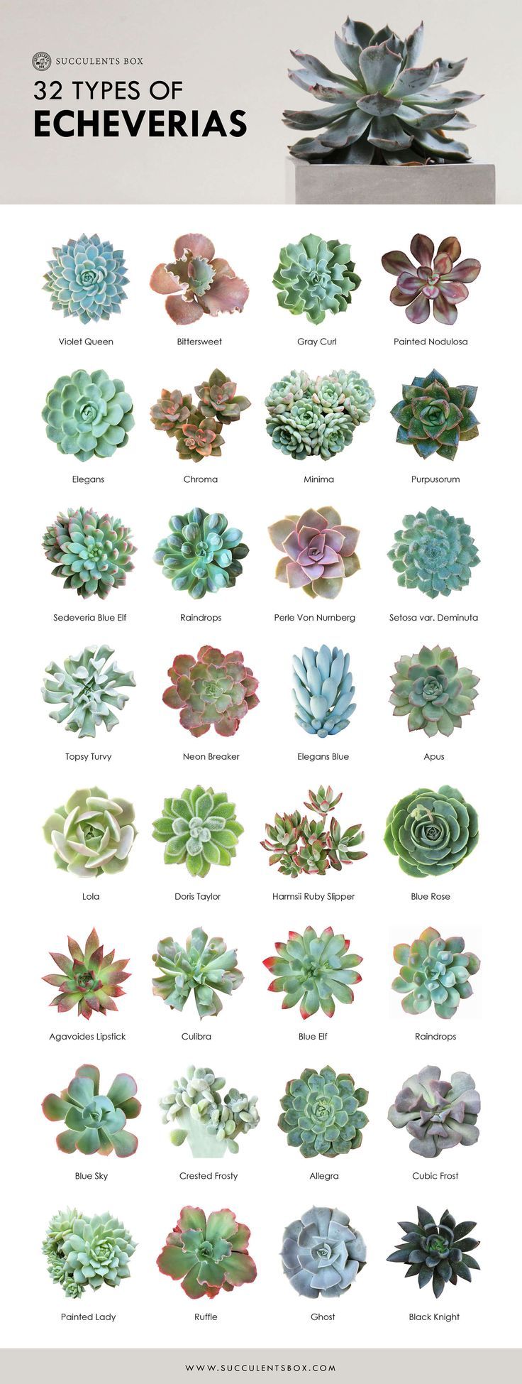 an image of different types of succulents