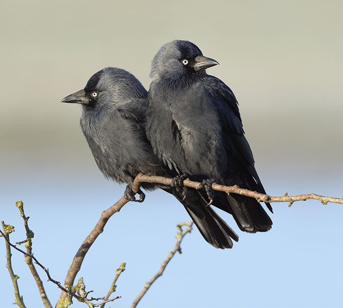 two black birds sitting on top of a tree branch next to each other and looking at the camera