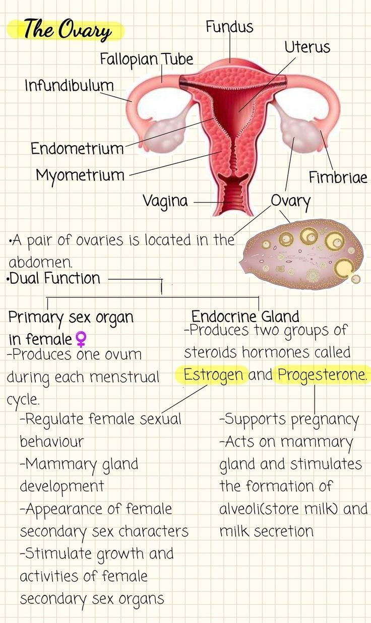 Reproduction System Anatomy, Biology Body Systems, Body Cavities Anatomy Notes, Reproductive System Notes Aesthetic, How To Learn Biology Fast, How To Make Biology Notes, Biology Reproduction Notes, How To Learn Biology, Organ Systems Notes