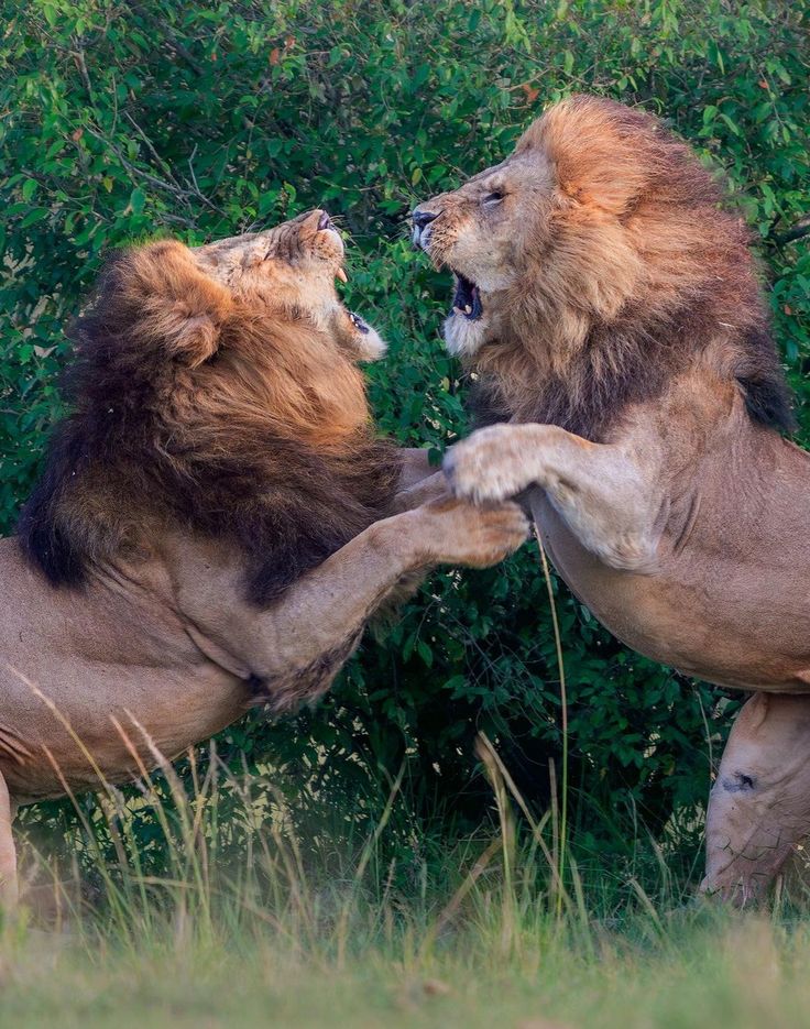 two lions playing with each other in front of some bushes and trees on the grass