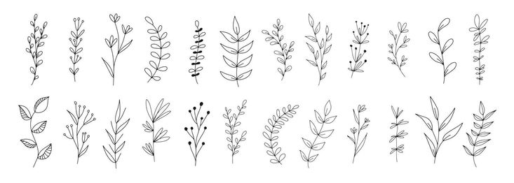 the different types of plants that are drawn in ink on paper, each with their own line