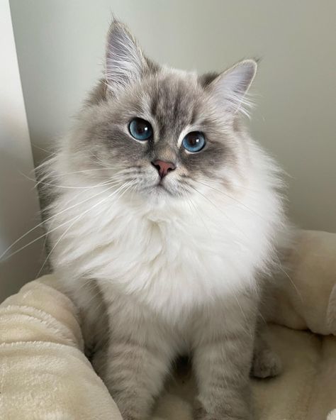 a fluffy white cat with blue eyes sitting on a pillow