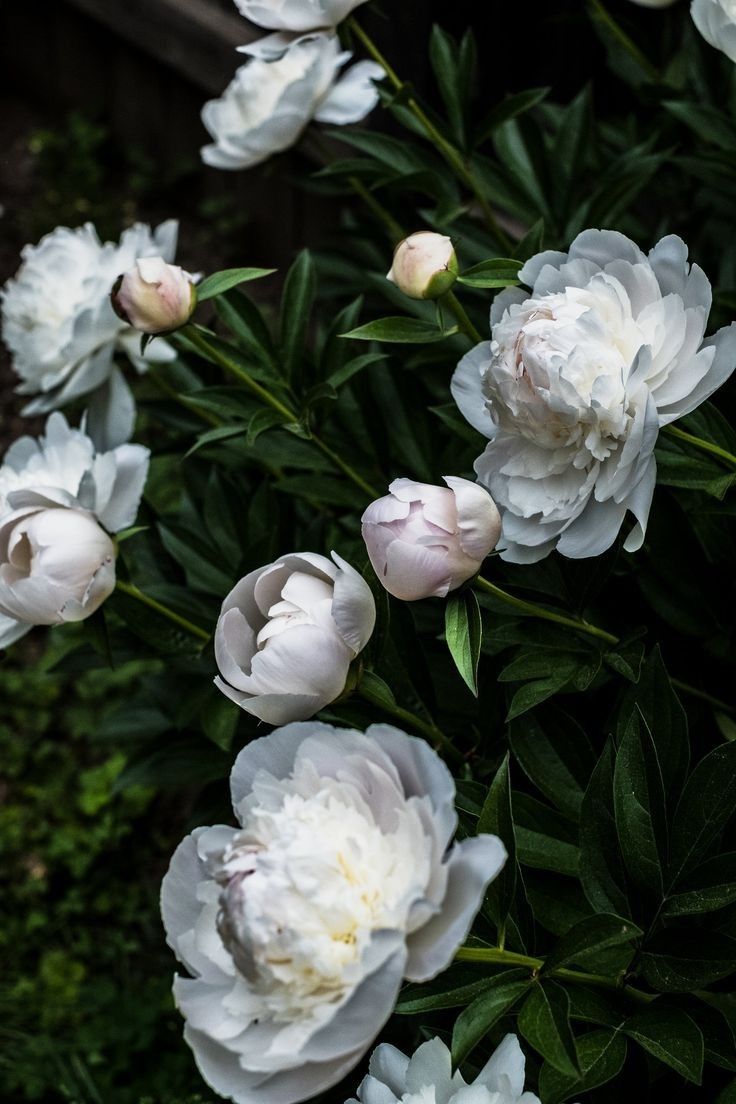 many white flowers are growing in the garden