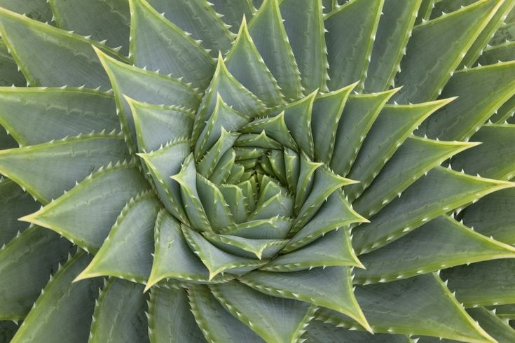 the top view of a large green plant