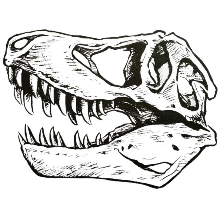 a drawing of a dinosaur's skull