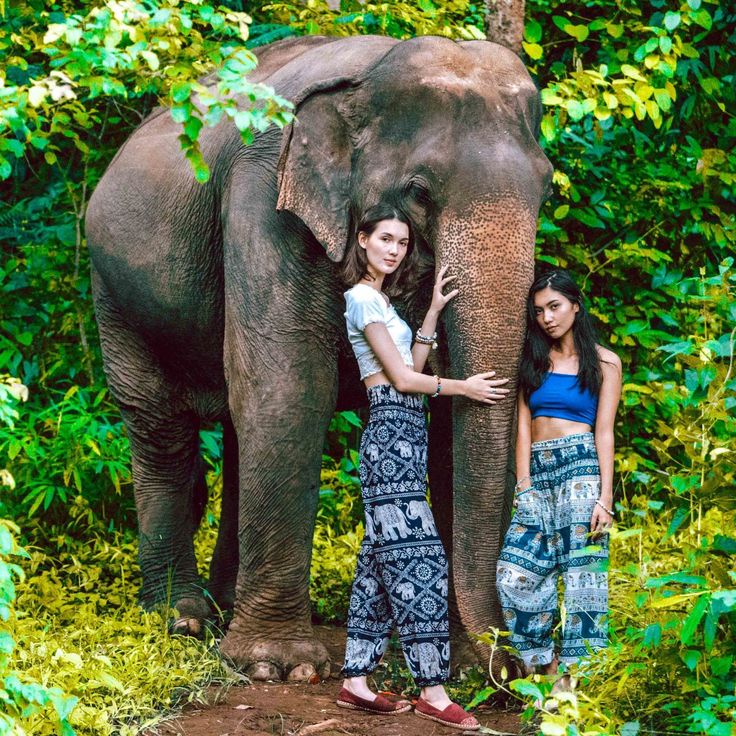 two women standing next to an elephant in the jungle