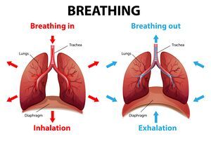 the stages of breathing in human body, including lungs and bronchles on white background