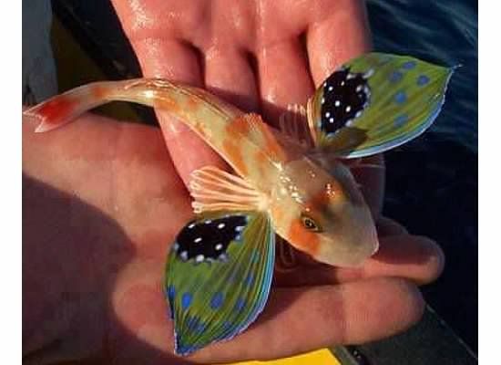 a person holding a small fish in their hand