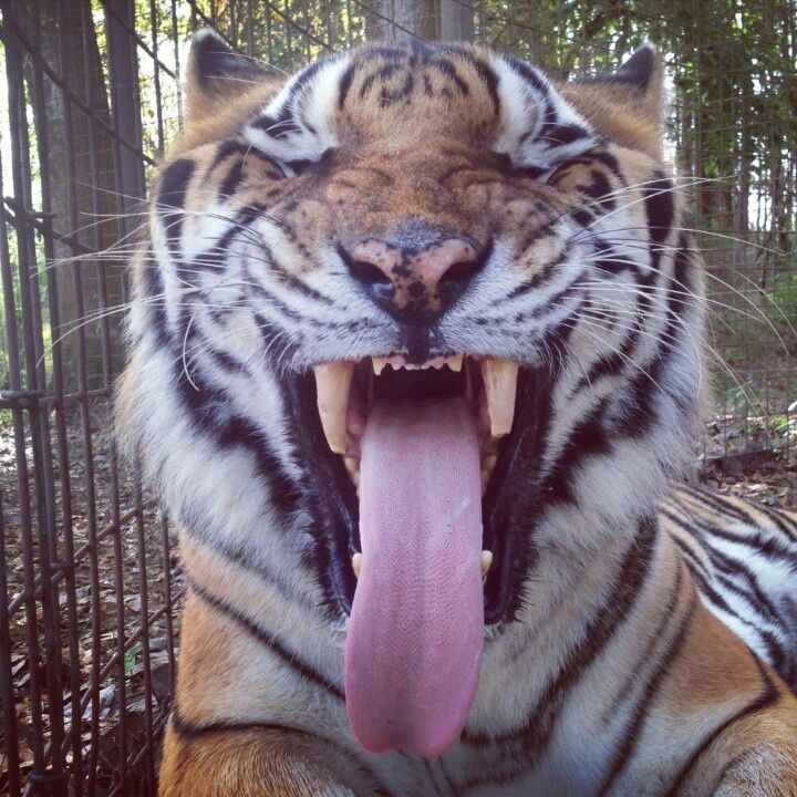 a close up of a tiger with its tongue out and it's mouth open