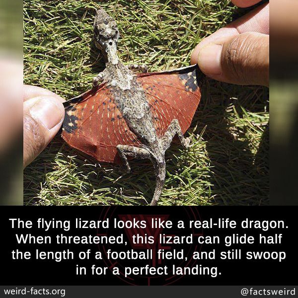 someone is holding a small lizard in their hand with the caption that reads, these little guys technically aren't dragons, but they are flying lizards, which seems pretty close