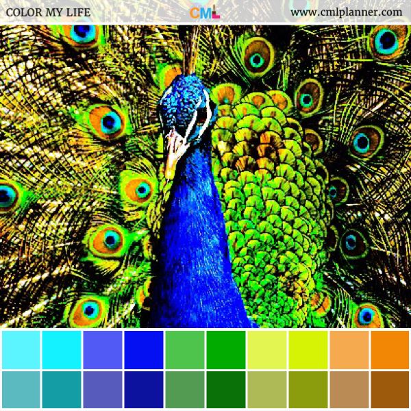 an image of a peacock with its feathers spread out and colors in the bottom right corner