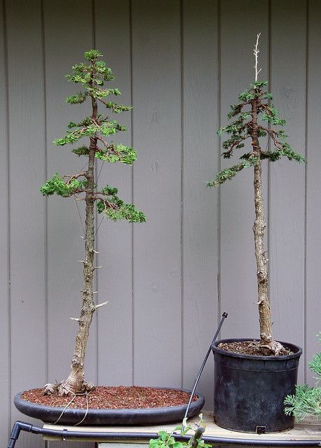 two bonsai trees in pots on a table