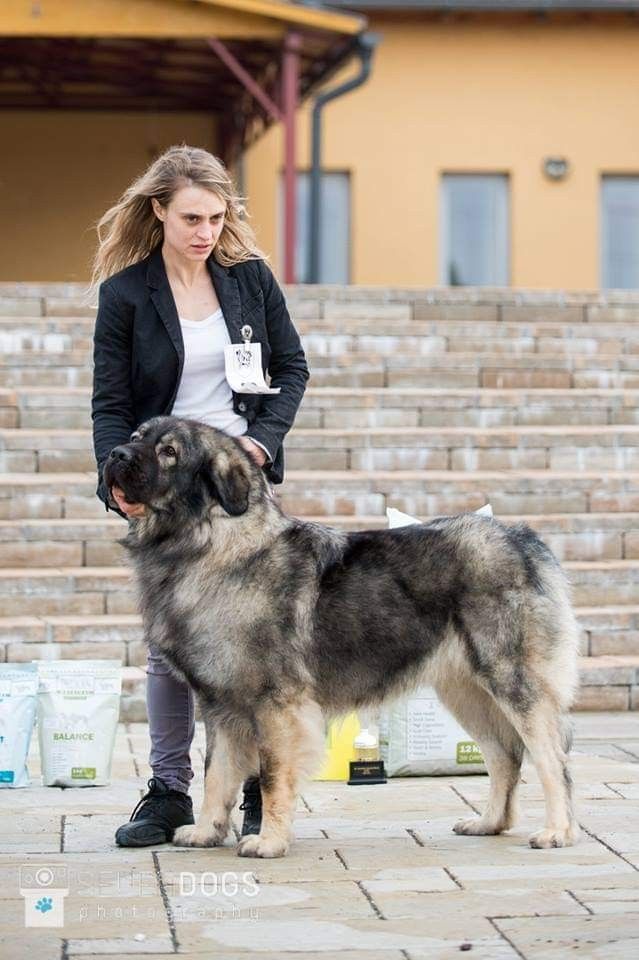 a woman standing next to a large dog on top of a stone flooring area