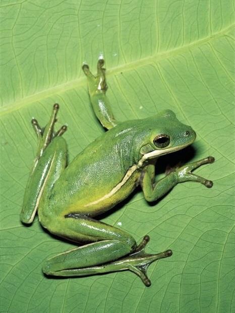 a frog sitting on top of a green leaf