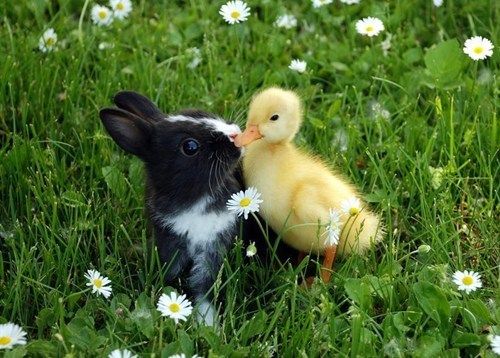 a black and white bunny kissing a yellow duckling in the grass with daisies