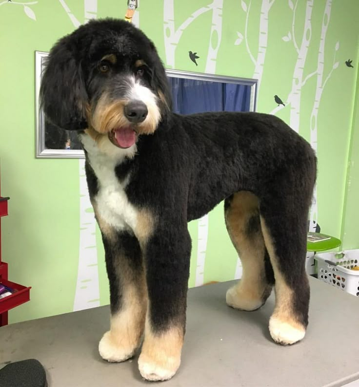 a black and brown dog standing on top of a table