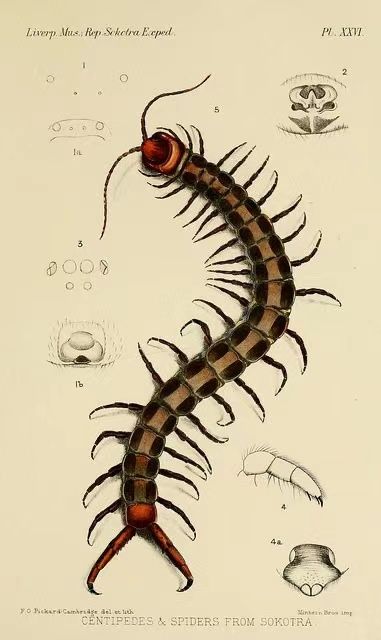 a drawing of a centipeus is shown in this image, it appears to be from the late 19th century