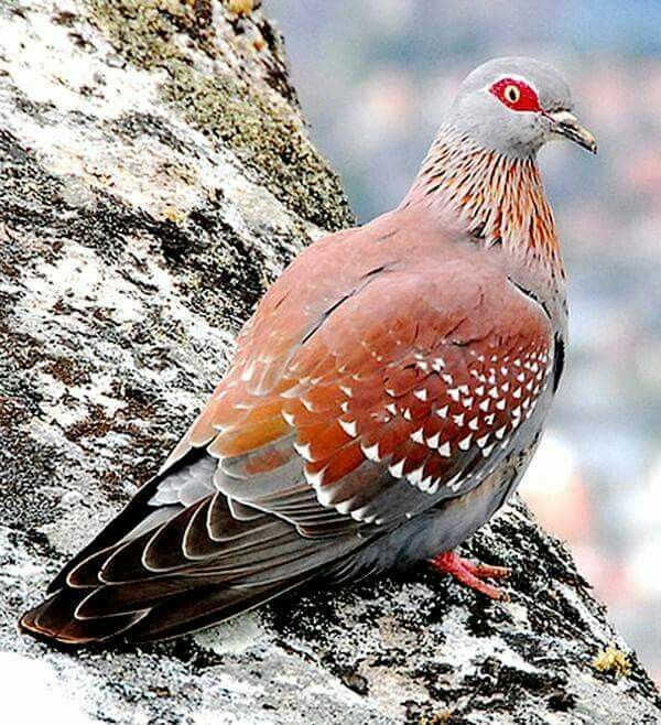 a bird sitting on top of a tree branch