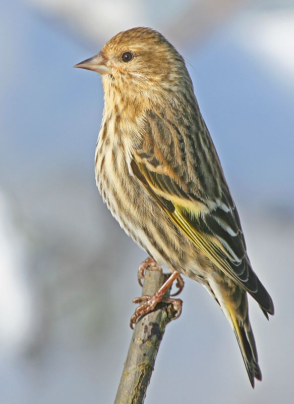 a small bird sitting on top of a tree branch in front of a blue sky