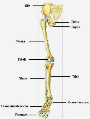 the bones of the lower limbs and upper limbs are labeled in this diagram, which shows the