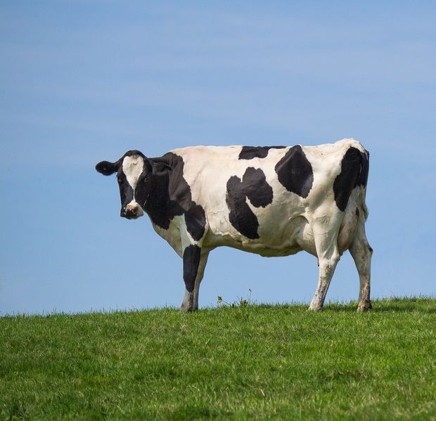 a black and white cow standing on top of a lush green field next to a blue sky