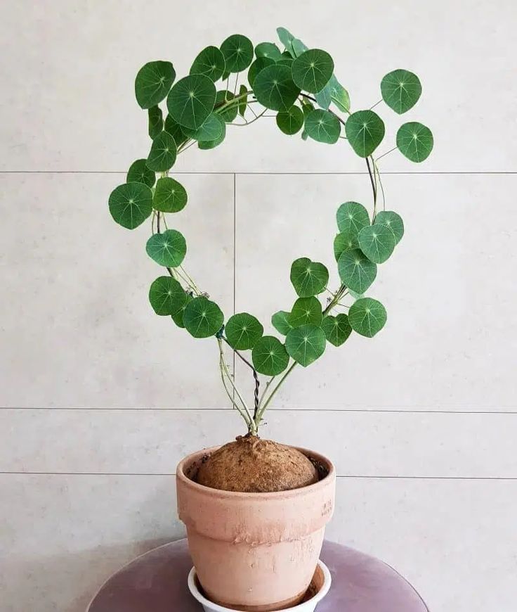 a potted plant with green leaves on top of a purple table next to a white wall