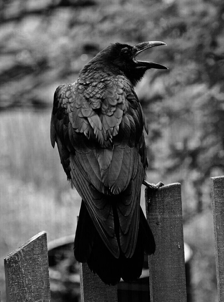 a black bird sitting on top of a wooden fence