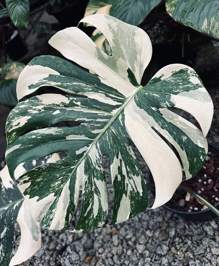 a large green and white leaf on top of a plant in a pot next to gravel