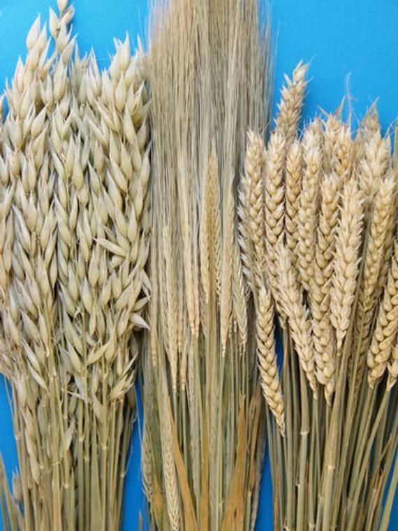 several stalks of wheat are shown against a blue background