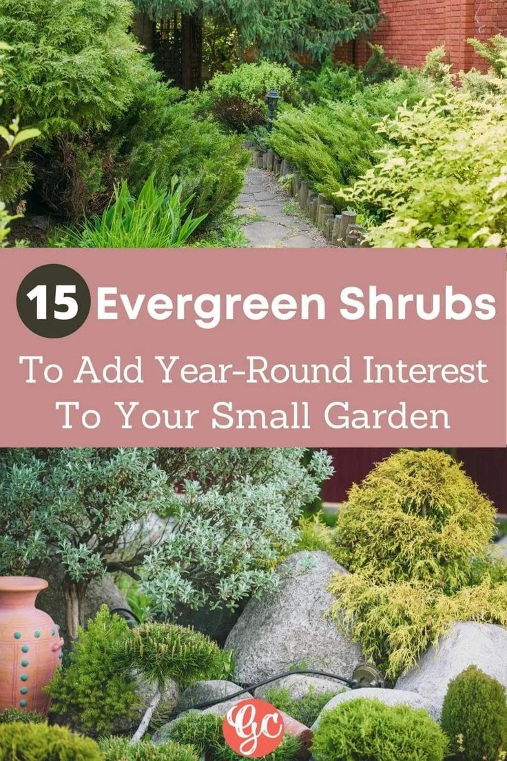 a garden with rocks and bushes in the foreground, text overlay reads evergreen shrubs to add year - round interest to your small garden