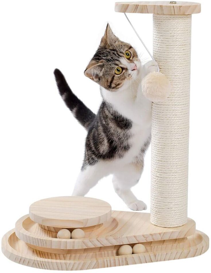 a cat is playing with the scratching post