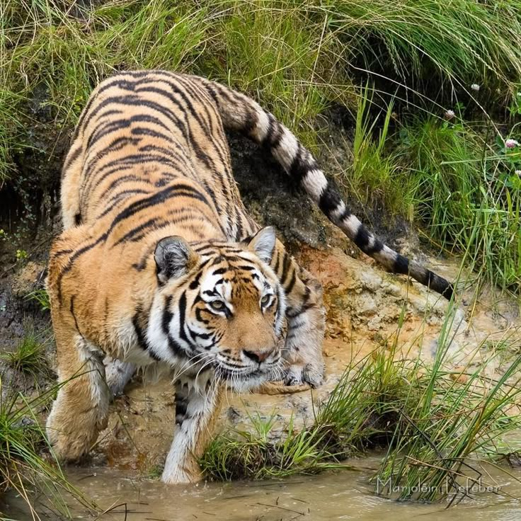 a tiger walking across a river next to tall grass