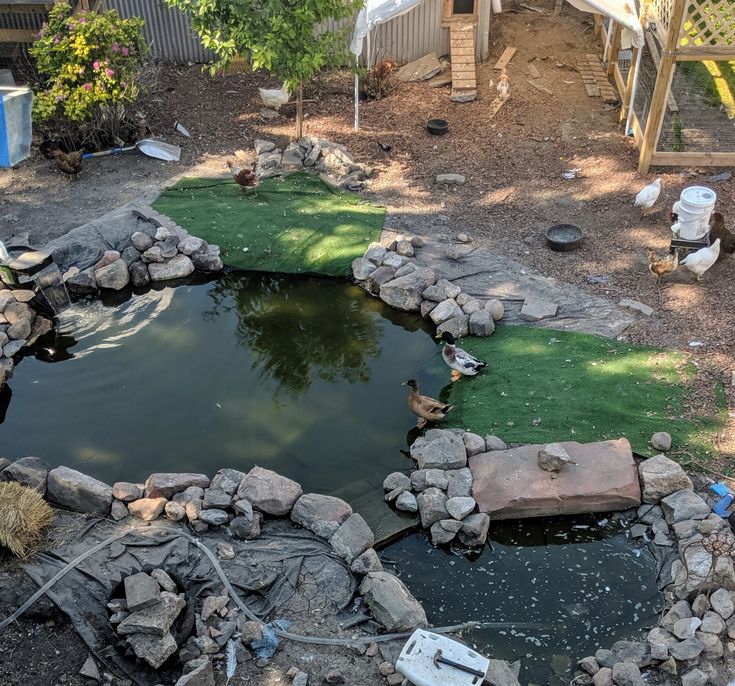 a small pond in the middle of a yard with rocks around it and grass growing on the ground