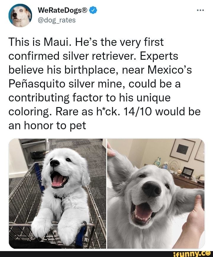 a white dog sitting in a shopping cart with its mouth open and tongue hanging out