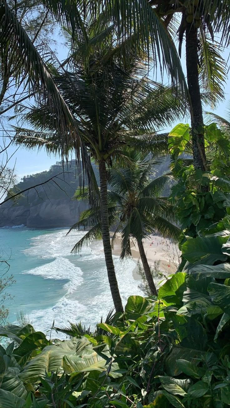 palm trees and the ocean on a sunny day