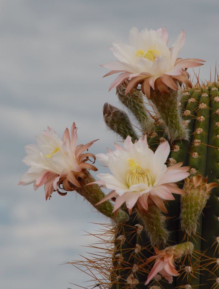 some pink and white flowers on a cactus