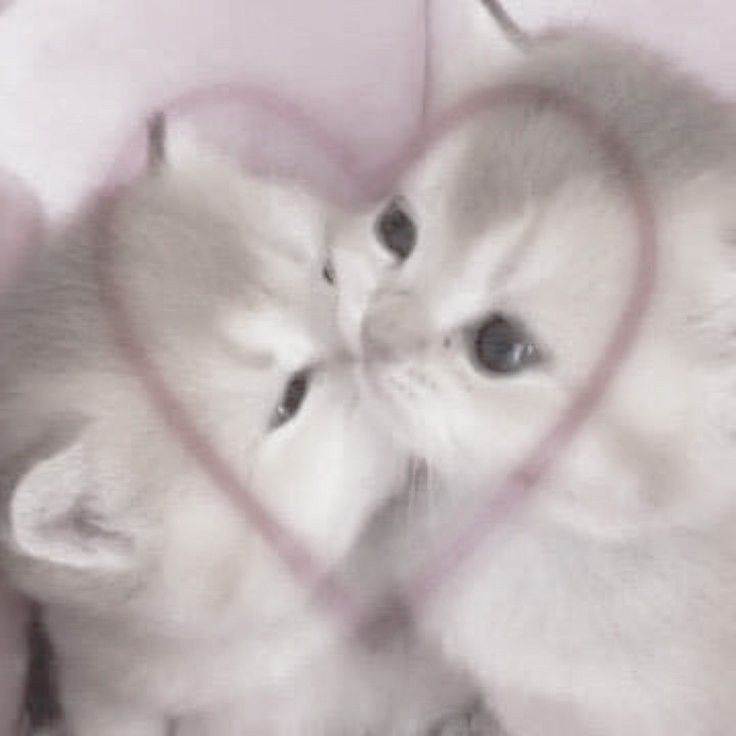 two kittens are playing with each other through a heart - shaped wire frame on a pink background