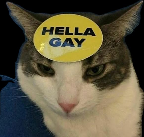 a gray and white cat with a yellow sticker on its head that says hella gay