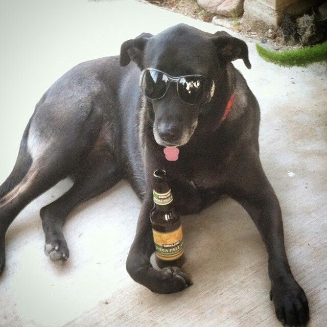 a black dog wearing sunglasses and holding a beer in its mouth while laying on the ground