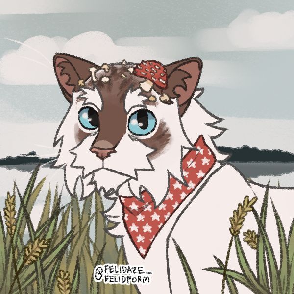 a cat with blue eyes is standing in tall grass and has a bandanna around its neck