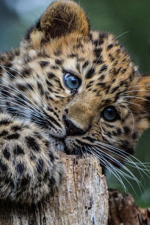 a close up of a baby leopard on a tree stump with its paws resting on it's head