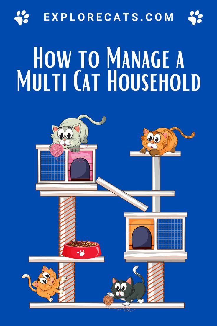 A graphic of four cats with wide eyes on a multi level cat tree against a dark blue background. Multicat Household, Multi Cat Household, Cat Family, All About Cats, Cat House, Household Hacks, Kitty, Animals