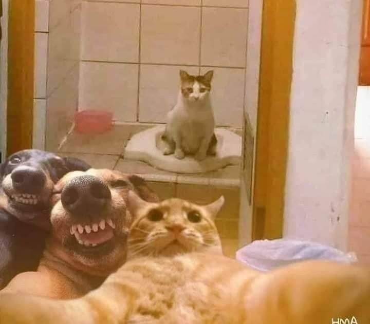 an orange cat sitting on top of a dog in front of a mirror with its mouth open