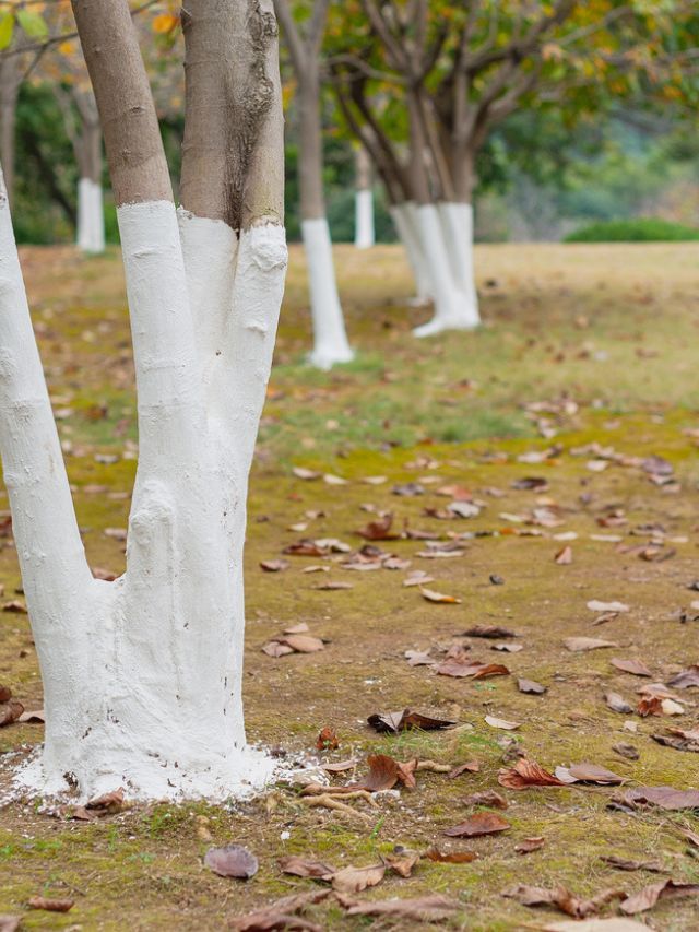 there are many trees that have white bark on them in the grass and leaves all over the ground