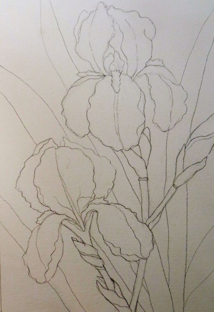 a drawing of some flowers on a white paper